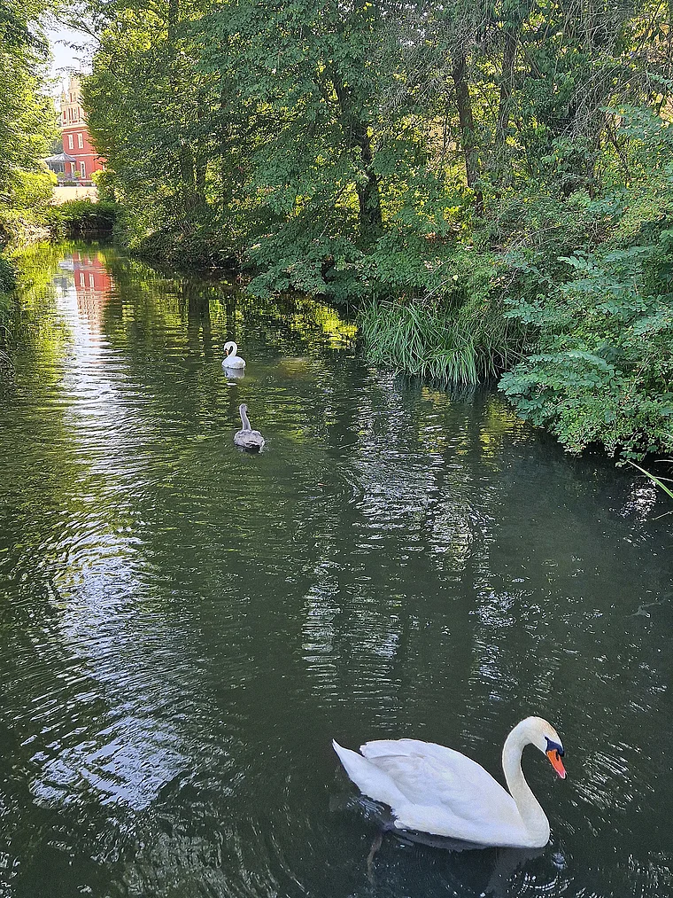 Bad Muskau Fürst-Pückler-Park Schwäne