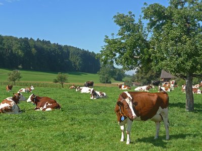 Thurgau Tilsit glückliche Kühe