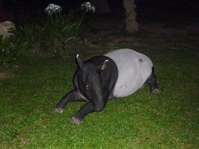 Malaysia Taman Negara Schabrackentapir