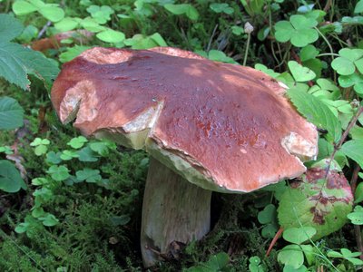 Steinpilz groß