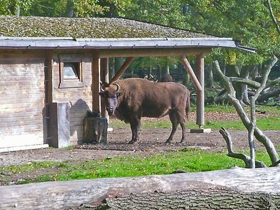 Springe Saupark Wisent halbnah