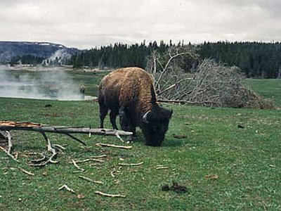 Yellowstone Bison
