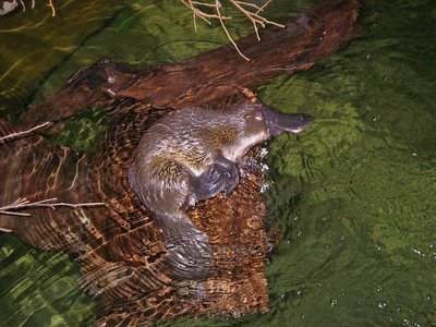 Tasmanien Platypus World Schnabeltier im Wasser