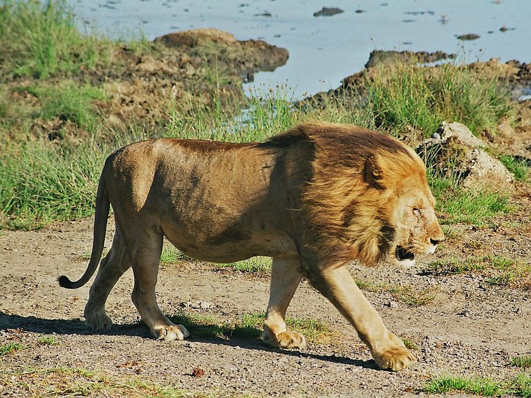 Tansania Ngorongoro Löwe nah