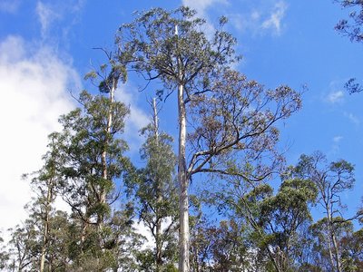 Tasmanien Eukalyptusbaum