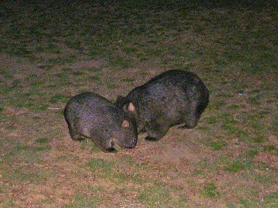Tasmanien Wombats
