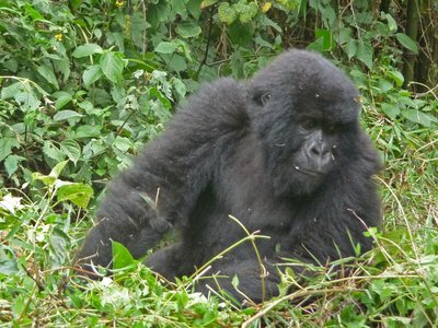 Ruanda Volcanoes National Park junger Gorilla schaut nach unten