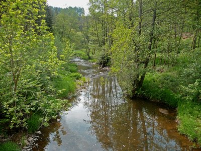 Vulkaneifel Fluss Lieser halbnah