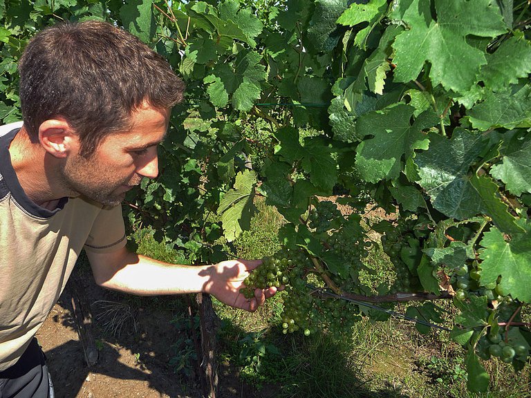 Weinviertel Großriedenthal Stefan Mehofer