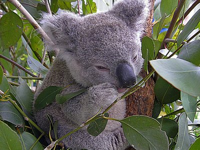 Sydney Wildlife World Koalababy nah
