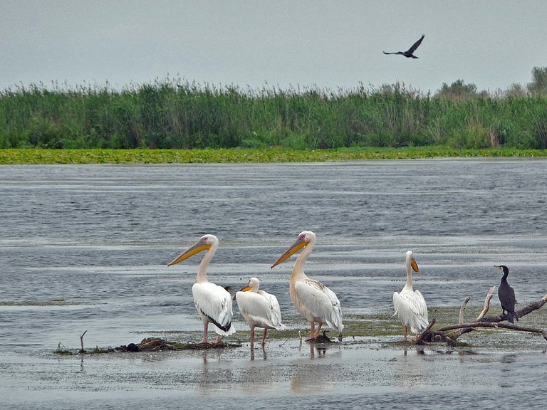 Rumänien Donau Delta Pelikane