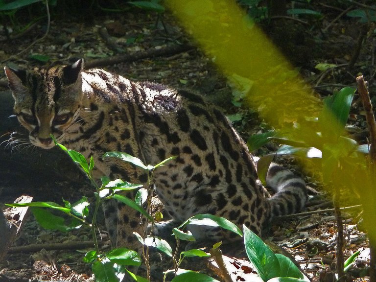 Costa Rica Las Pumas junger Ozelot nah