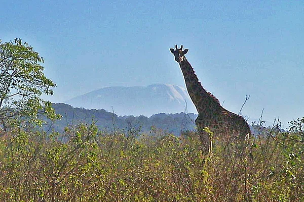Tansania Giraffe vor Kilimandscharo