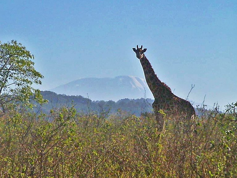 Tansania Giraffe vor Kilimandscharo