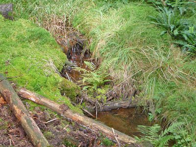Haincher Höhe Rothaargebirge junge Dill