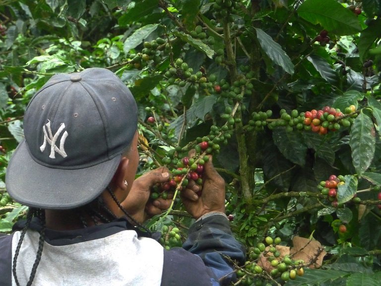 Costa Rica Valle de Orosi junger Kaffeepflücker von hinten