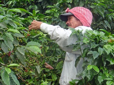 Costa Rica Valle de Orosi Kaffeestrauch mit Pflücker