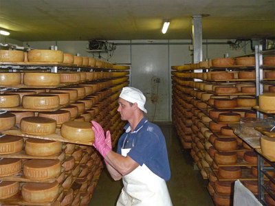 Thurgau Tilsit Käserei Käselaibe im Regal