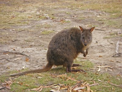 Tasmanien Wallaby