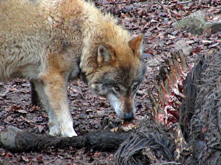 Wildpark Knüll fressender Wolf