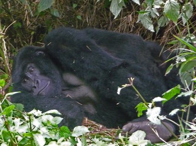 Volcanoes National Park Gorilla legt sich zum Schlafen
