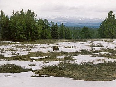 Yellowstone Grizzlybär von fern