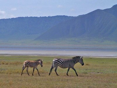 Tansania Ngorongoro Zebras