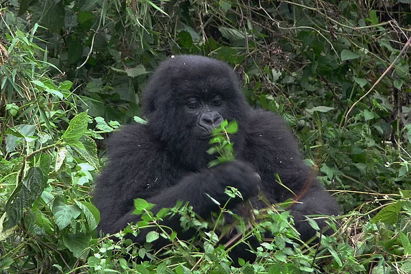 Ruanda Volcanoes National Park junger Berggorilla 
