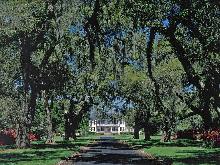 South Carolina Litchfield Plantation Allee