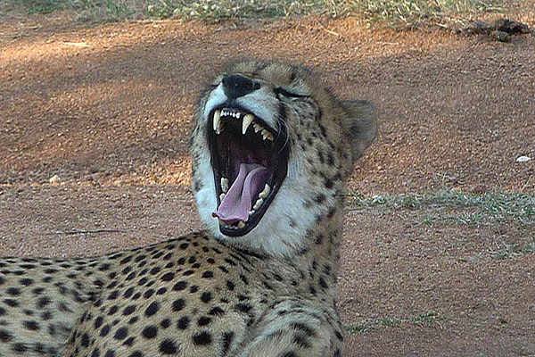 Südafrika Ann van Dyk Cheetah Centre gähnender Gepard nah