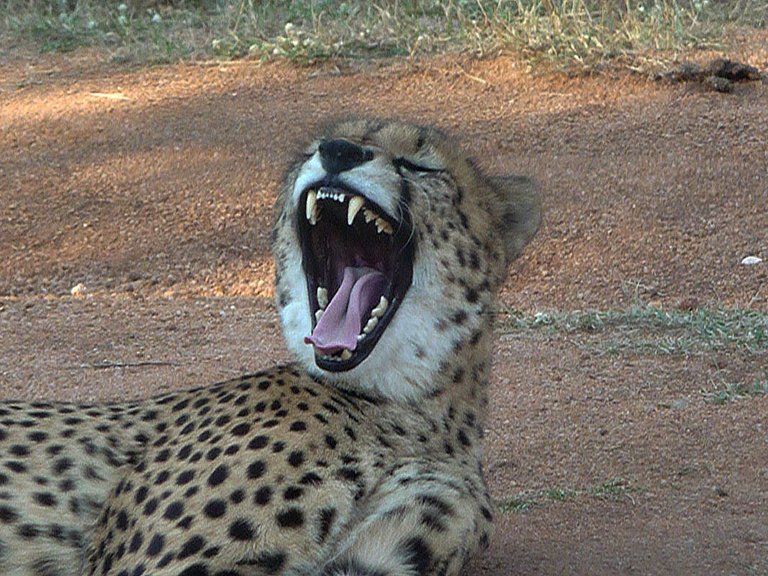 Südafrika Ann van Dyk Cheetah Centre gähnender Gepard nah