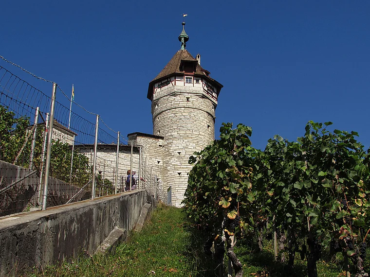 Schaffhausen Munotstieg Weinreben