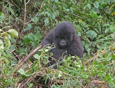Ruanda Volcanoes National Park Gorilla Baby