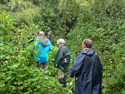 Ruanda Volcanoes National Park Gorilla Tour