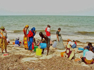 Tansania Bagamoyo Strand Frauen sortieren Meeresfrüchte