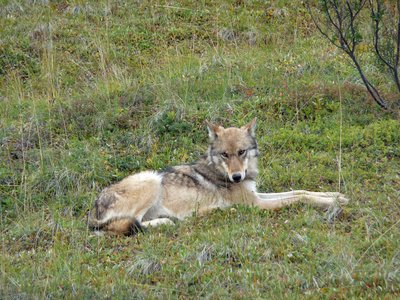 Alaska Denali National Park Wolf liegend