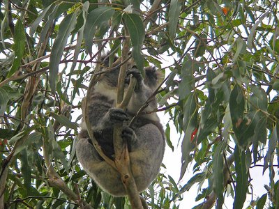 Australien Cape Otway National Park Koala auf Baum