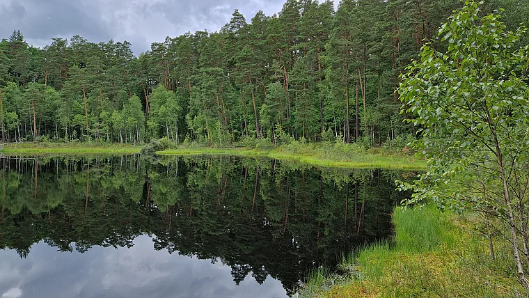 Kruttinnen Johannisburger Heide See