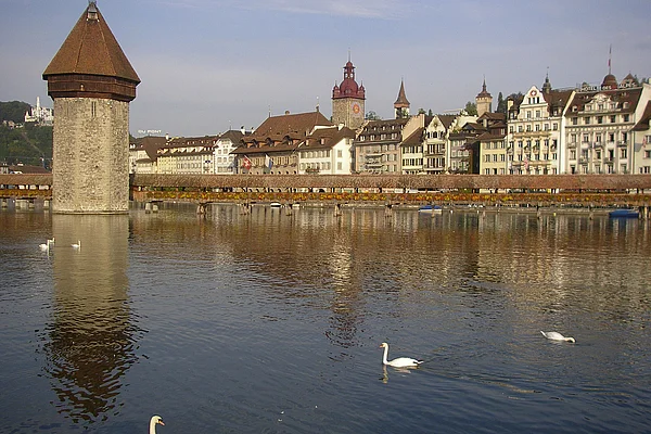 Luzern Reuß Kapellbrücke Schwäne