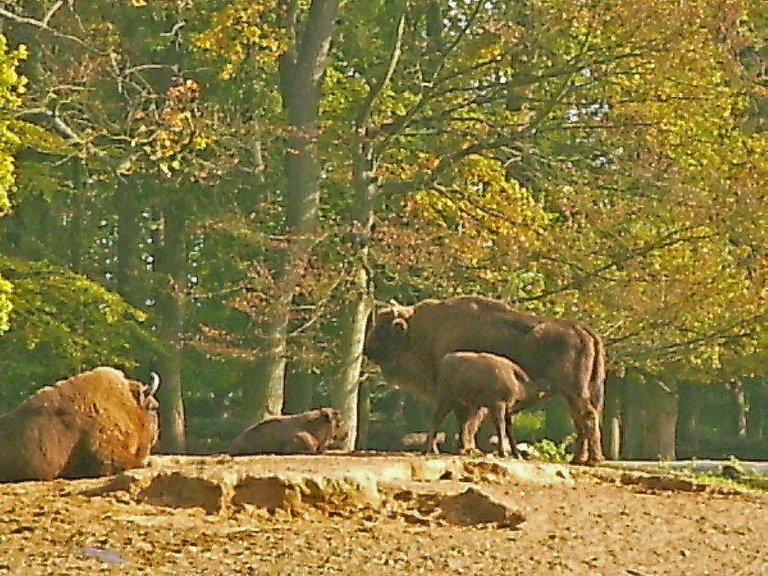 Springe Saupark Wisente