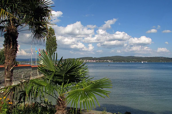Insel Mainau Palmen