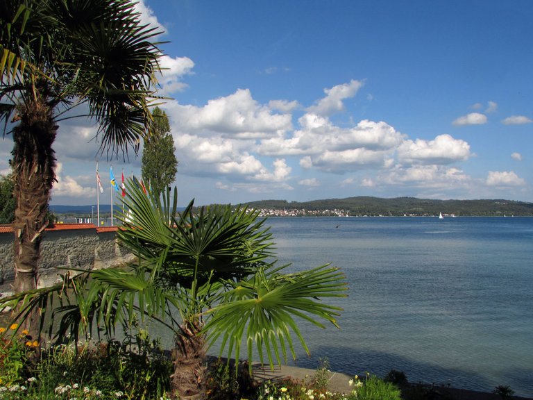 Insel Mainau Palmen