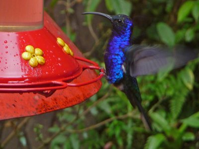 Costa Rica Selvatura Kolibri
