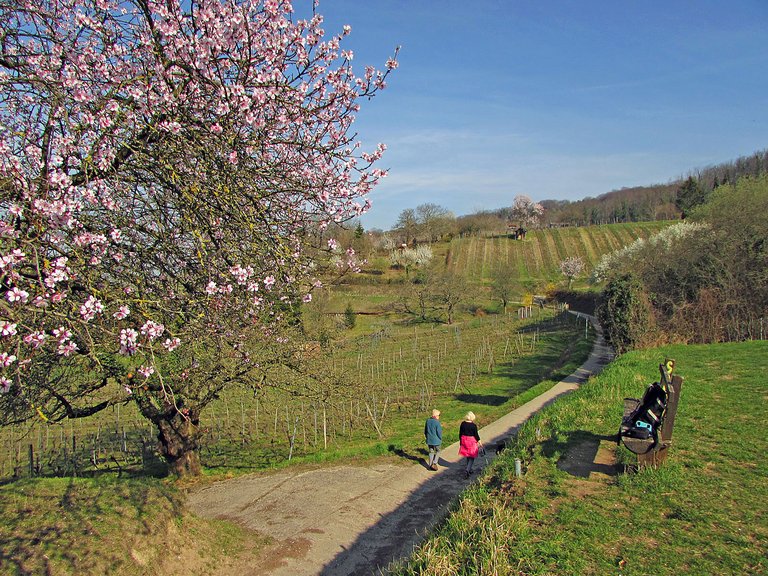 Bensheim Blütenweg