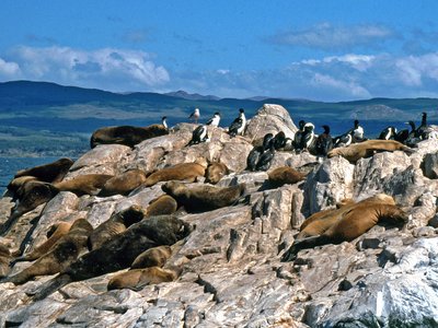 Feuerland Beagle Kanal Seelöwen Pinguine