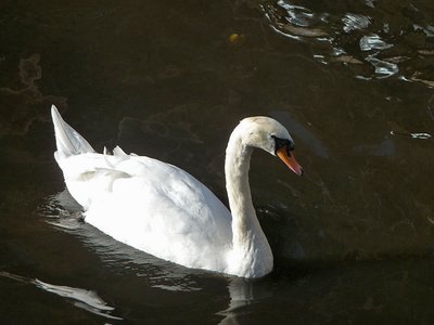 Brügge Minnewater Schwan