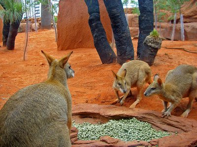 Sydney Wildlife World Zwergkängurus