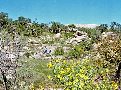 Texas Landschaft mit Blumen