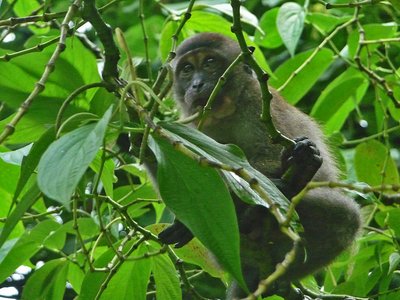 Kuala Lumpur Mont Kiara Park Affe auf Baum
