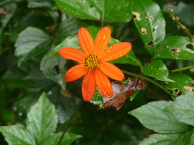 Costa Rica Selvatura orangefarbene Blüte